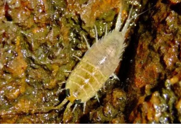 外国小哥脚上的水泡被踩烂,外国小哥下河洗脚摔进去了