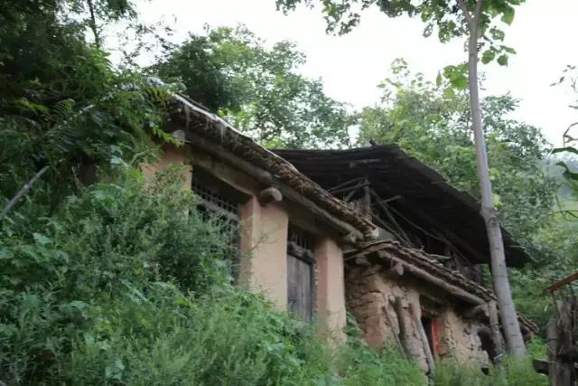 山西历山舜王坪大草原攻略,看云海高山草甸的地方