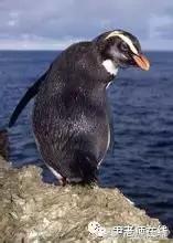 企鹅是什么种类动物,动物百科知识科普企鹅品种