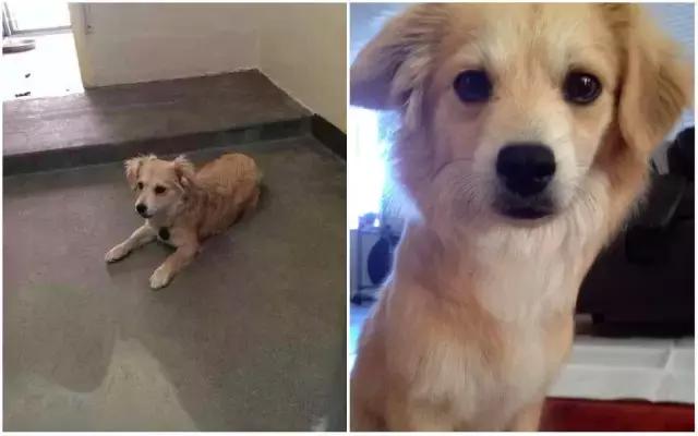 美国领养狗流程,领养狗养狗技巧