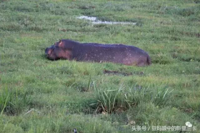 风动？树动？心动！致你，Kenya