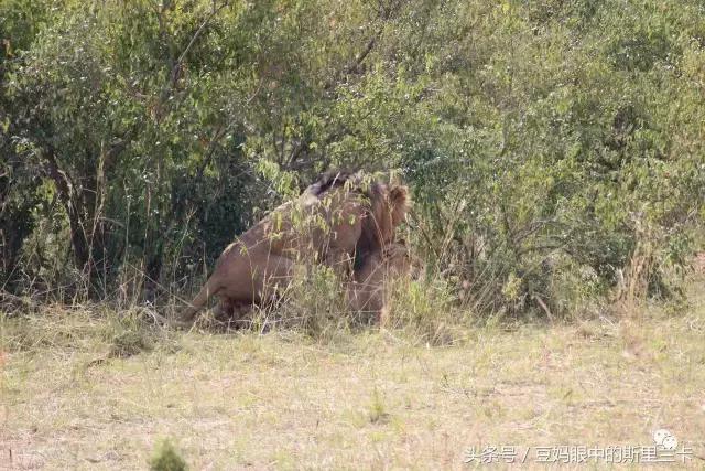 风动？树动？心动！致你，Kenya