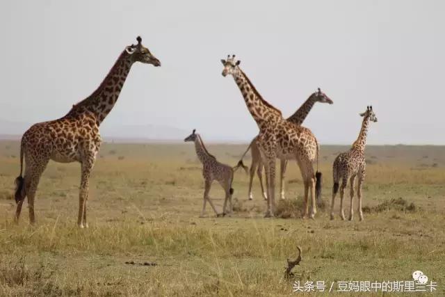 风动？树动？心动！致你，Kenya