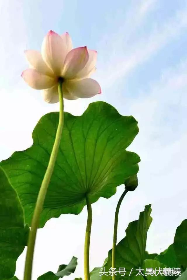 淮阳龙湖风景区荷花几月盛开,龙湖赏荷旅游月启幕