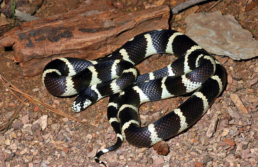 蜜獾平头哥吃蛇不中毒吗,平头哥蜜獾和蛇视频