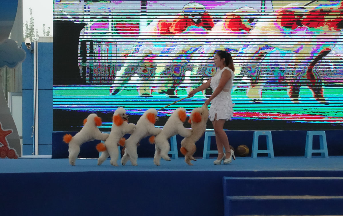 “汪星人”助阵海洋沙滩嘉年华沙足性别大战上演