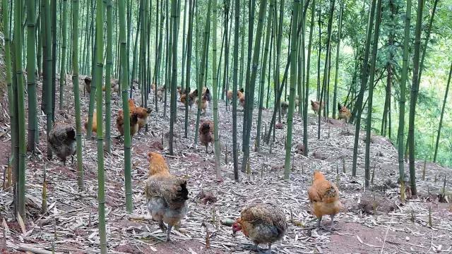 农业创业到底有多难,返乡创业有什么坑