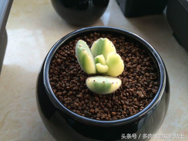 熊童子超级好看的多肉,熊爪多肉一枝怎么养活
