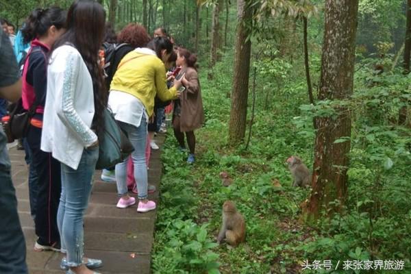 上海到张家界五日游攻略,找一下去张家界天门山的线路