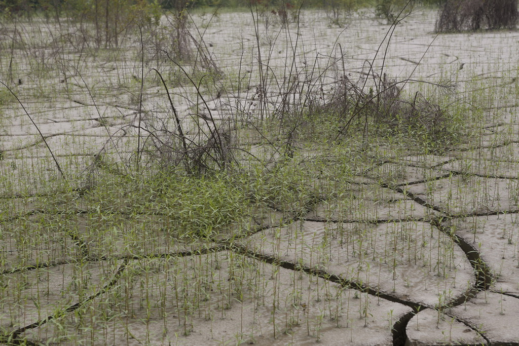 大武汉系列之武汉冶炼厂,大武汉系列之武汉印染厂