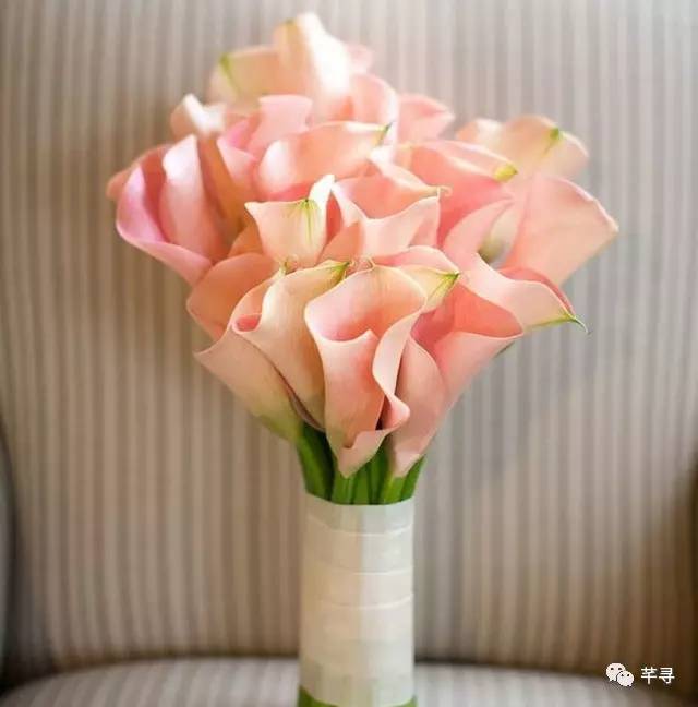 复古捧花品种,常见捧花品种