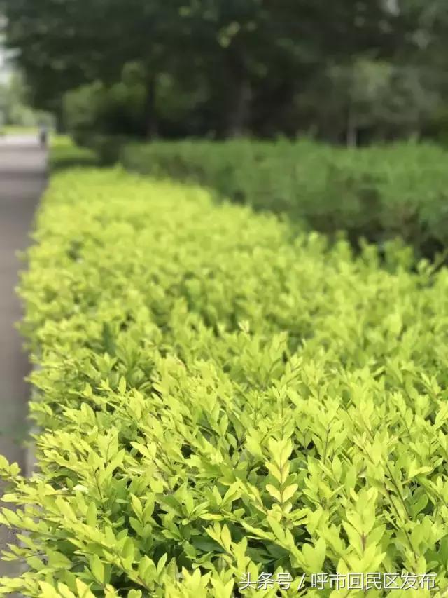 呼市新钢公园效果图,新钢街道公园