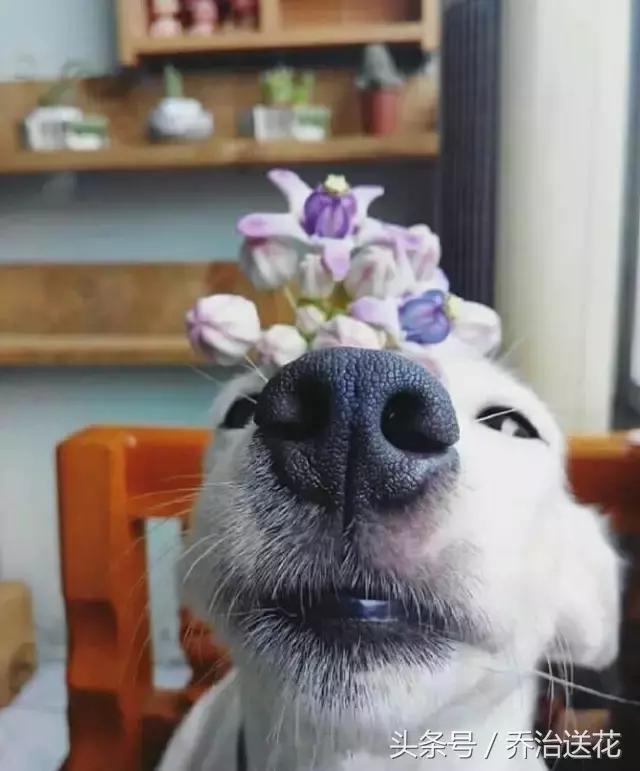 难得一见的好看狗,你见过有如此灵性的狗吗