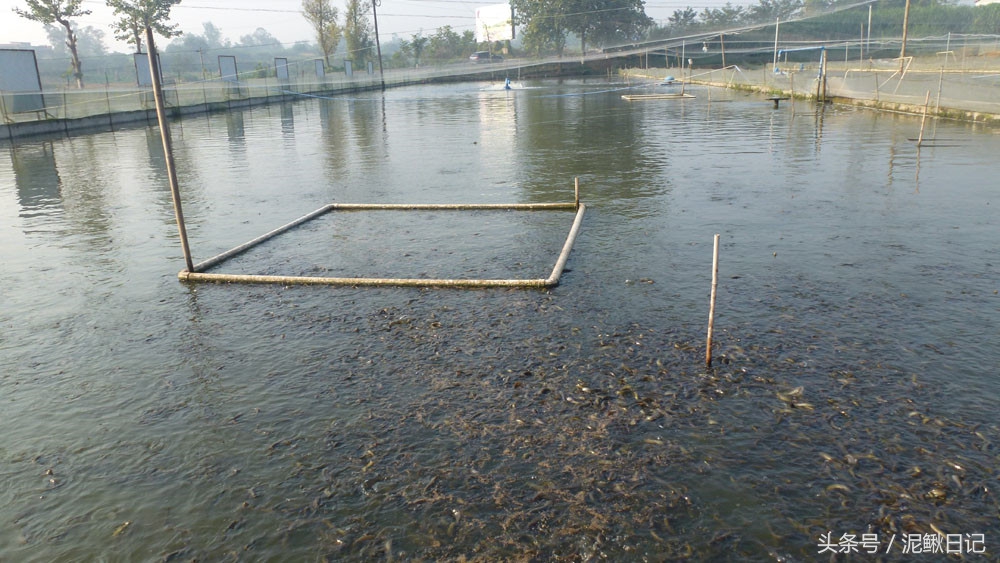 养殖泥鳅的实用指南,泥鳅养殖到底如何