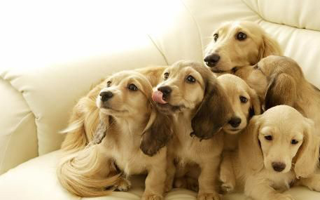 拉布拉多有几种形态的,拉布拉多真有五种形态吗