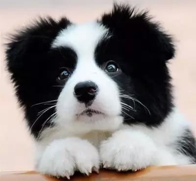 各种狗及身价，终于收全了