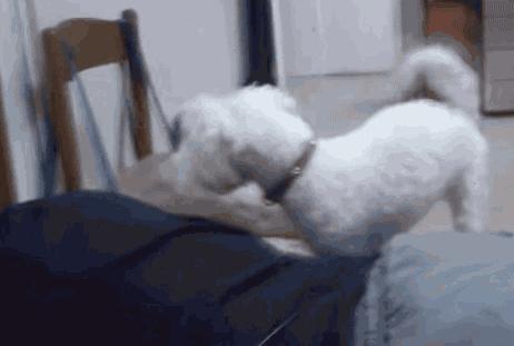 汪星人叫声集锦,汪星人打歌