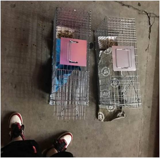 猫咪在15楼走丢怎么找回,家里猫咪走丢主人正焦急寻找