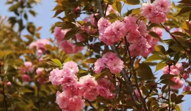 金堂县创建旅游城市,打造天府旅游县