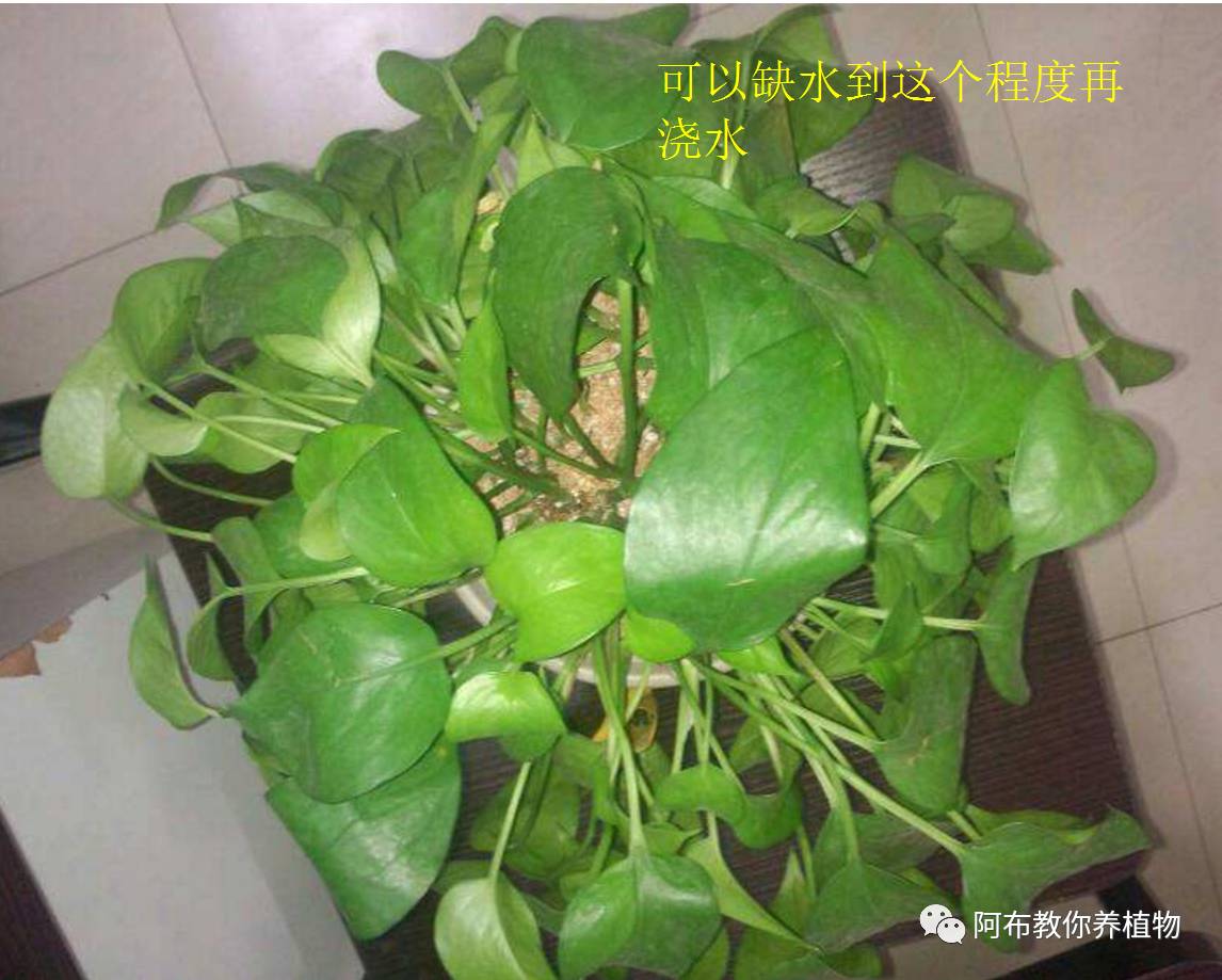 绿萝绿植怎么养活得快呢,绿萝植物养殖小知识