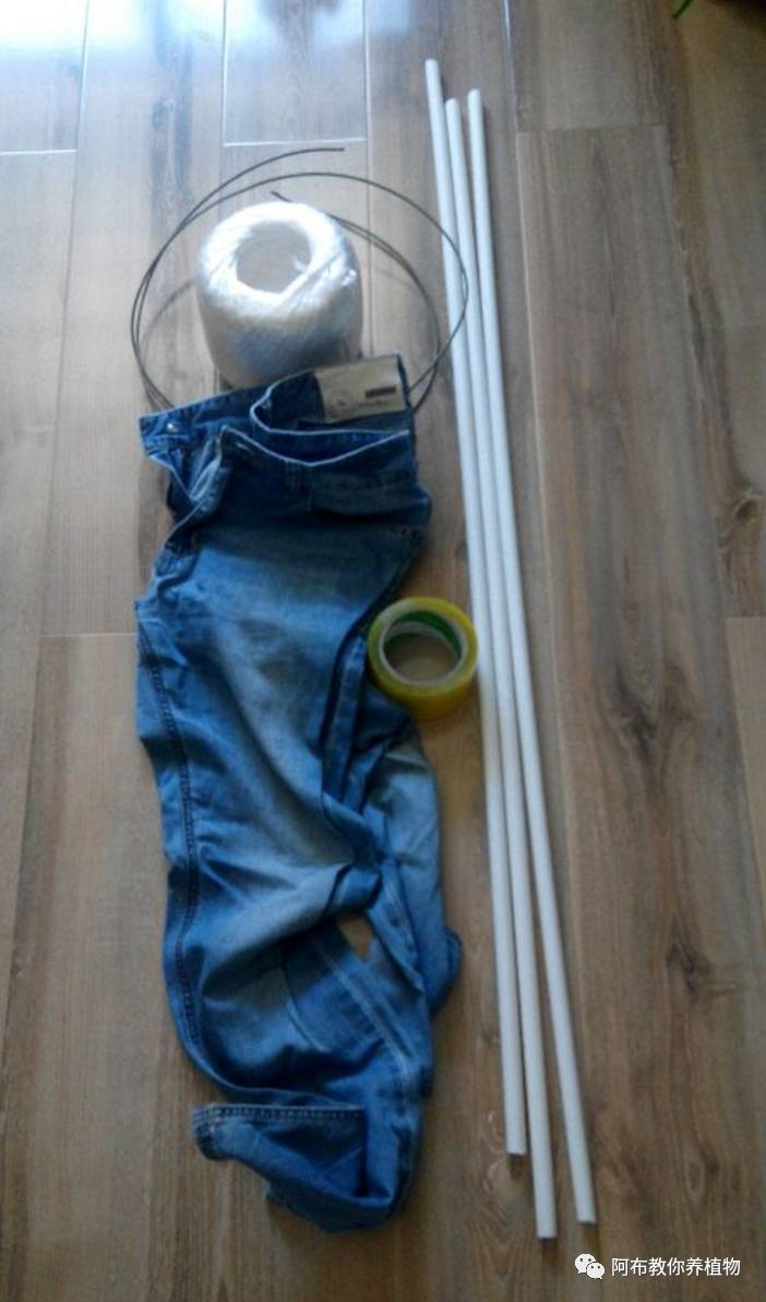 绿萝绿植怎么养活得快一点,绿萝绿植养护技巧图解大全