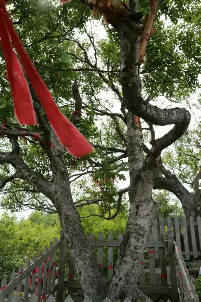 山西历山舜王坪大草原攻略,看云海高山草甸的地方