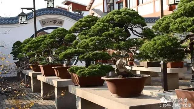 清逸园，一座闹中取静的“文人园林”