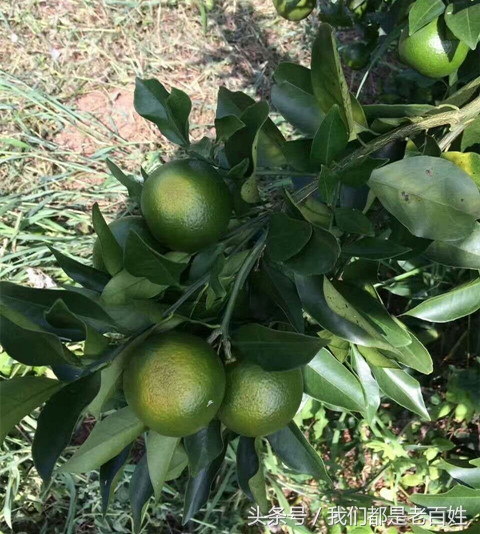 柑橘防灼怎么做,柑橘防日灼的最佳方法