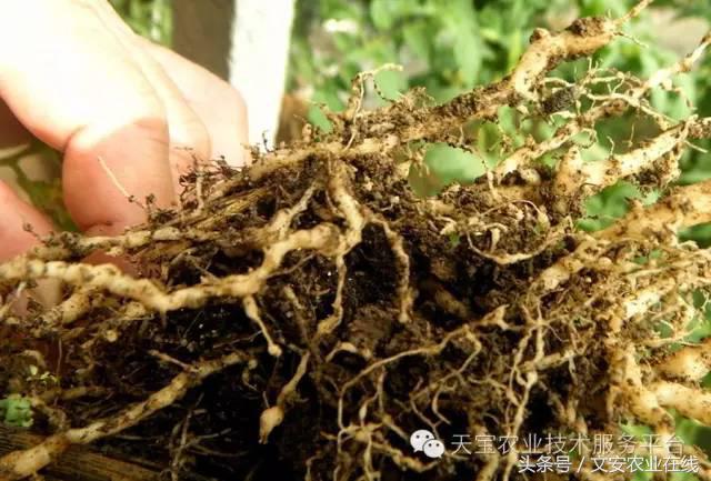 家用杀虫剂喷雾十大品牌,内吸性杀虫剂十大排行