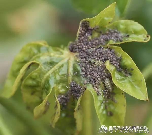 十大类杀虫剂详解不容错过,十大类型杀虫剂