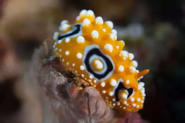 暑假菲律宾夏令营,菲律宾pg岛住宿攻略