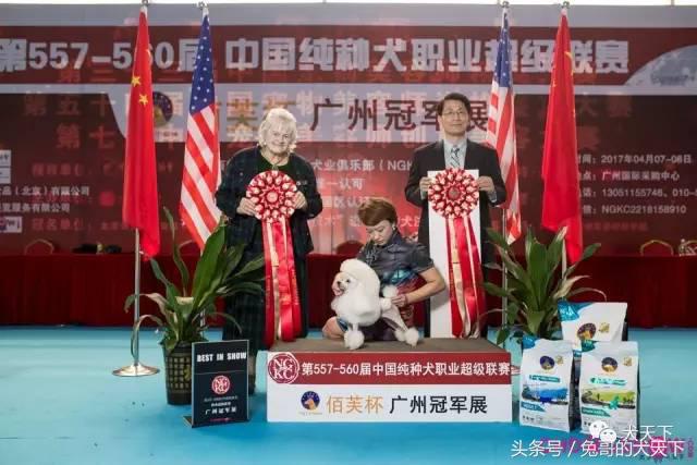 我的故事：不再迷茫的两百斤胖洋洋！我和宠物美容师的故事