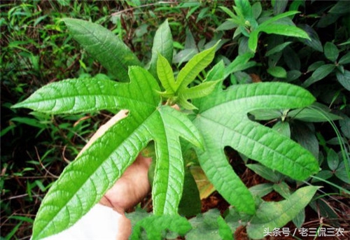 这些野果你都吃过吗,这些野果你们都吃过吗