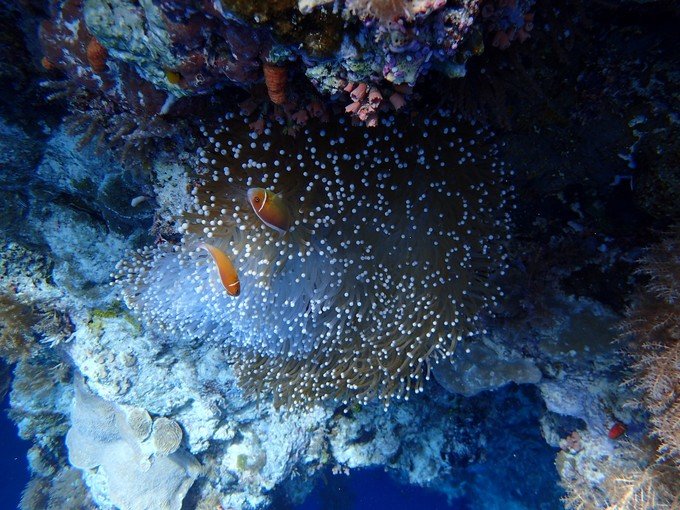 一起去帕劳旅游,去帕劳旅游自由行攻略