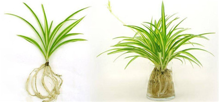 怎样水培吊兰扦插,水培吊兰怎样才能长的更快