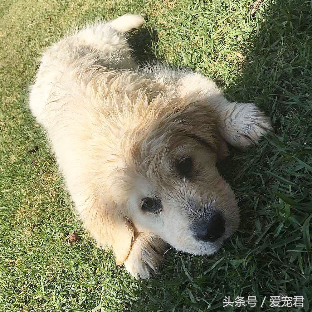 如何去除室内养宠物的异味,家中爱宠体味浓重清除宠物异味