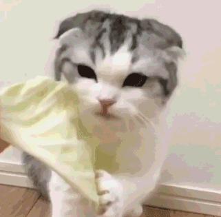 各种各样的很可爱又很好看的猫,各种可爱猫