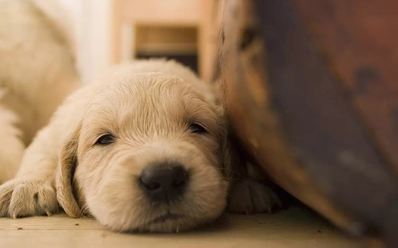 狗狗食物中毒怎样急救,狗狗误食中毒的表现