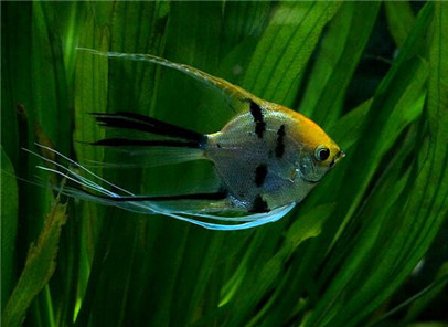 神仙鱼有寄生虫,神仙鱼寄生虫怎么去除