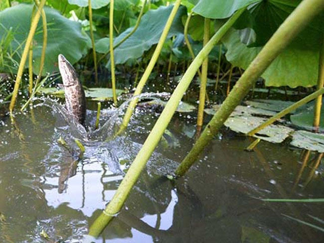 专家说鱼头小孩不能吃,鱼头哪一部分是小孩不能吃的