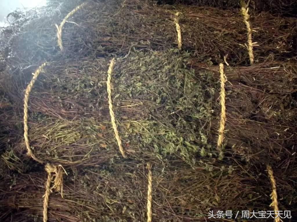 烧仙草龟苓膏的未解之谜,龟苓膏为什么叫仙草