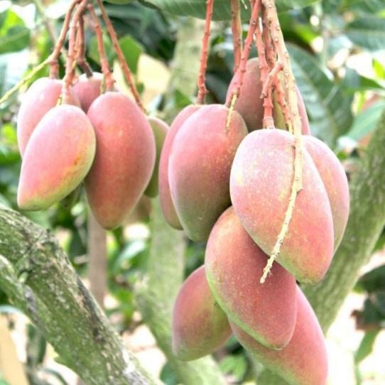 精明女人早就不种花草了，都在种这些果树苗，好看还好吃