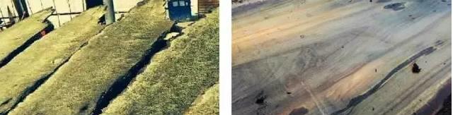 难得一见的千年金丝楠阴沉木8棵,千年金丝楠阴沉木鉴别