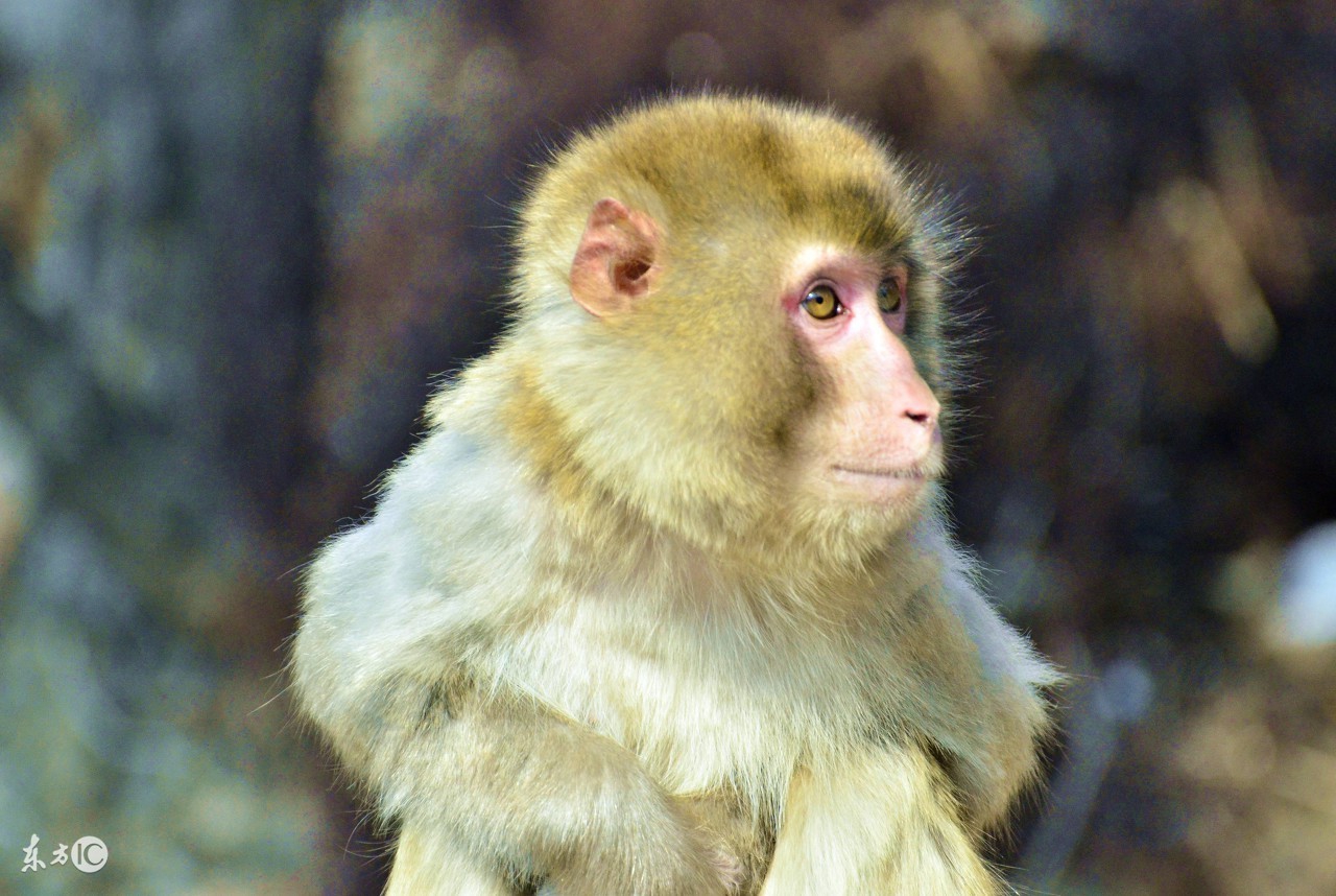 属猴之人最不好的出生月份,属猴人哪一年命最苦