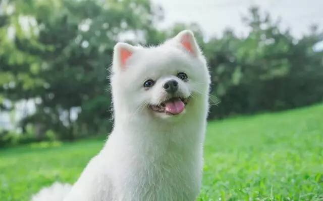 狗狗食物中毒怎样急救,狗狗误食了口香糖怎么治疗