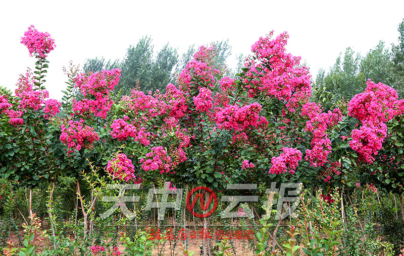 紫薇花开满庭院图片,紫薇花在盛开下一句