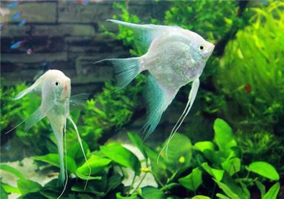 神仙鱼防止寄生虫,神仙鱼用什么药治疗