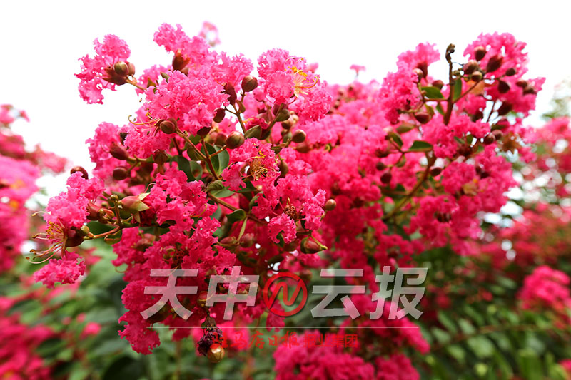 紫薇花开满庭院图片,紫薇花在盛开下一句