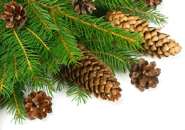 圣诞节必不可少的装饰品,圣诞节的装饰品