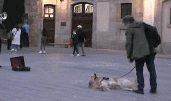 暖男金毛可以暖到什么地步,金毛暖男视频完整版